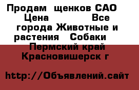 Продам ,щенков САО. › Цена ­ 30 000 - Все города Животные и растения » Собаки   . Пермский край,Красновишерск г.